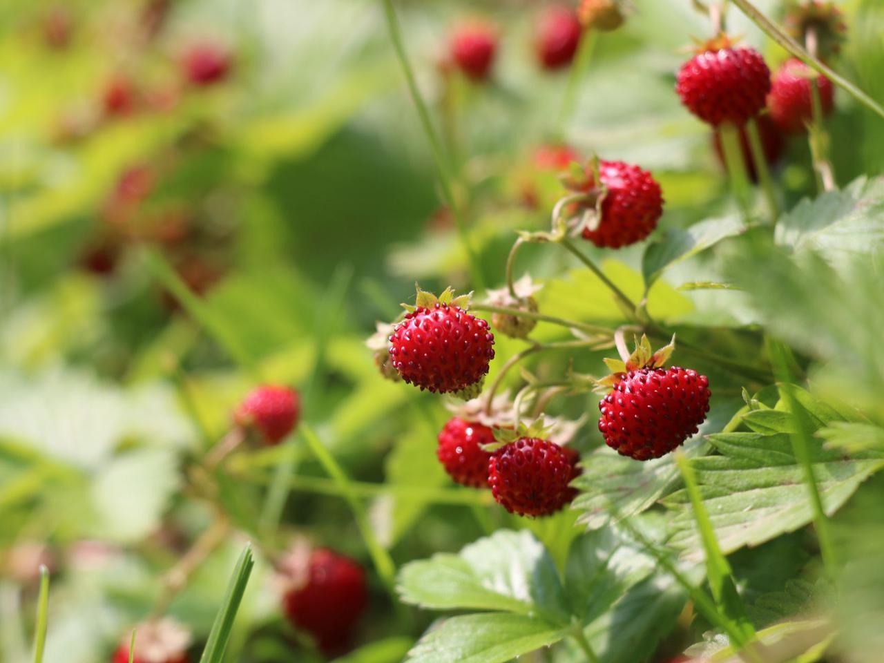 Czy kwiecień to dobry czas na sadzenie poziomek? Jak sadzić i uprawiać poziomki w ogrodzie?