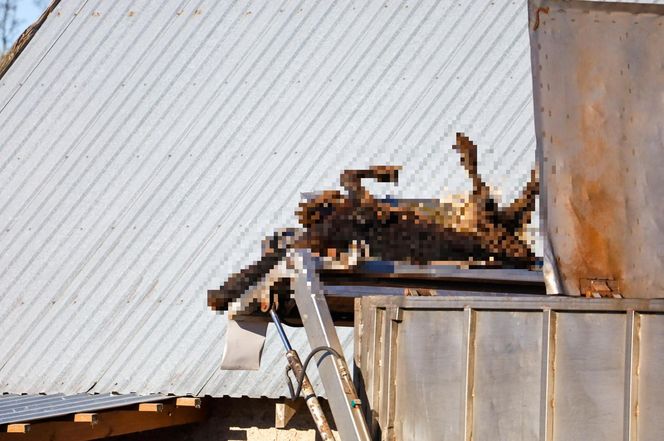 Potworny los zwierząt w Idzbarku. "To była umieralnia". Gospodarz usłyszał zarzuty!