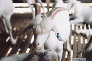 Miss koza! Nowa gwiazda sieci 