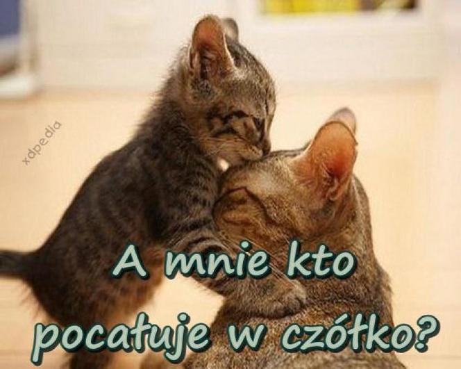 Chcesz poprawić sobie humor? Te memy ze zwierzętami rozbawią cię do łez!