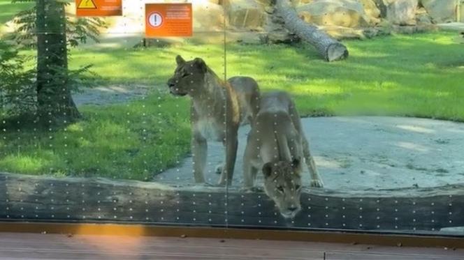 Nowa atrakcja zoo we Wrocławiu otwarta. Zobacz lwice na wybiegu 