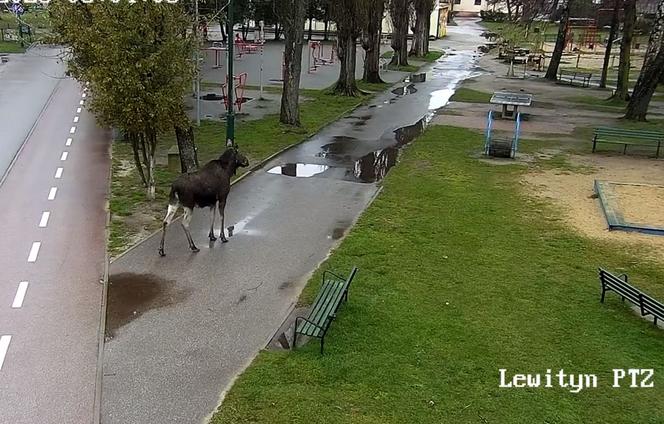 Łoś na placu zabaw w Pabianicach! Ogromne zwierzę trzeba było eskortować [ZDJĘCIA]