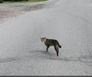 Gacek znalazł się w pułapce. Uratowała go suczka Roksana