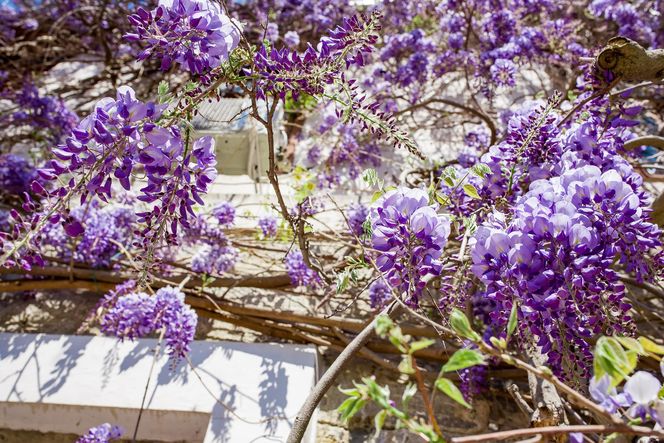 Wisteria (Wisteria Nutt)