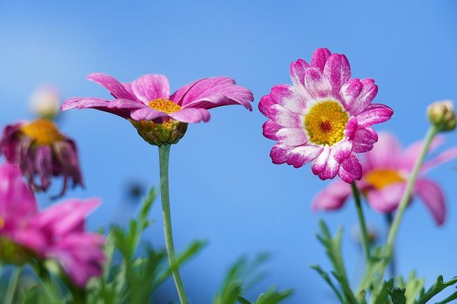 Darmowe kartki na Dzień Matki 26.05.2025! Pobierz i wyślij życzenia swojej ukochanej mamusi!