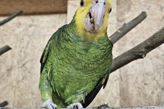 Park Papug w Krajnie