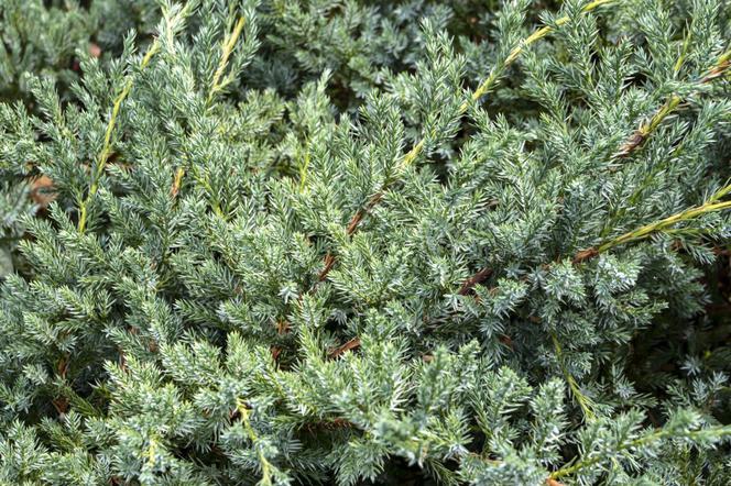 Jałowiec łuskowaty 'Blue Carpet' - Juniperus squamata 'Blue Carpet'