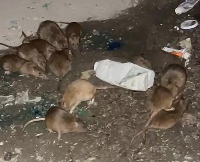 Plaga szczurów we Wrocławiu