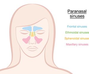 Zatoki - budowa, funkcje, choroby