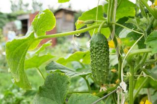 Uprawa ogórków gruntowych. Jak uprawiać ogórki w ogrodzie warzywnym?