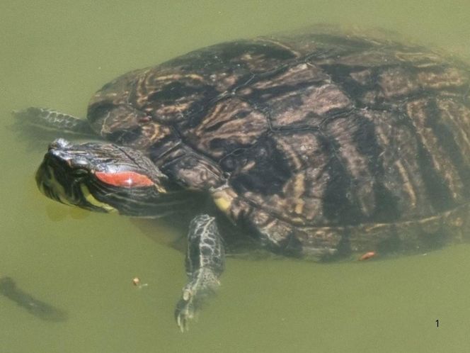 Inwazja obcych w Katowicach. Nieproszeni goście widziani w stawach. Trwa akcja