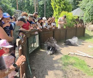 Pokazowe karmienie w myślęcińskim zoo to prawdziwy hit! Sprawdziliśmy to na miejscu