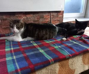 Poszukiwani wolontariusze do pomocy w Kociarni w Lesznie