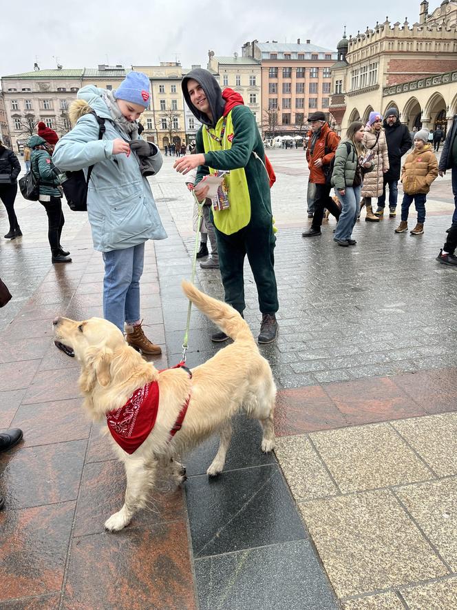 WOŚP 2024 w Krakowie. Grupa Golden Retriever opanowała cały Rynek Główny!