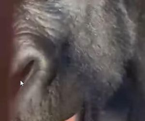 Goryli amant wyruszył na randkę życia. Bwana założy rodzinę w Szwajcarii. „Będziemy tęsknić”