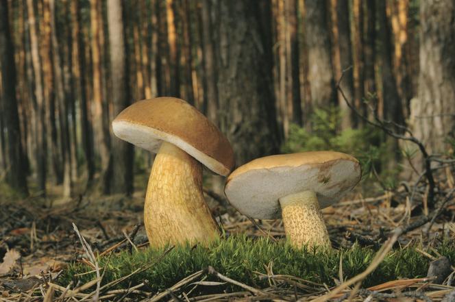 PODGRZYBEK I NIEJADALNY GORYCZAK