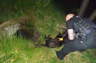 Pomoc przyszła w ostaniej chwili! Starachowiccy strażnicy uratowli życie psu [FOTO]