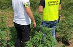 Lubelskie: Właściciel pola marihuany „pomógł” policji. Na polu zostawił paczkę ze swoimi danymi