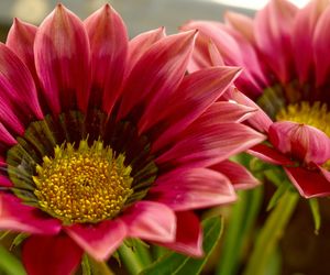 Mądre życzenia imieninowe dla Janiny. Zamiast wszystkiego najlepszego wyślij jej życzenia z przesłaniem