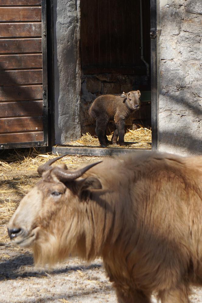 We wrocławskim zoo urodził się drugi w Polsce takin złoty