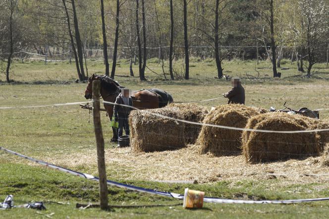 Konie i kozy terroryzują wioskę