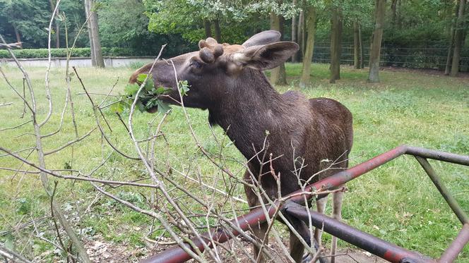 Mała samiczka łosia zgubiła mamę. Schronienie znalazła w bydgoski zoo [ZDJĘCIA, WIDEO]