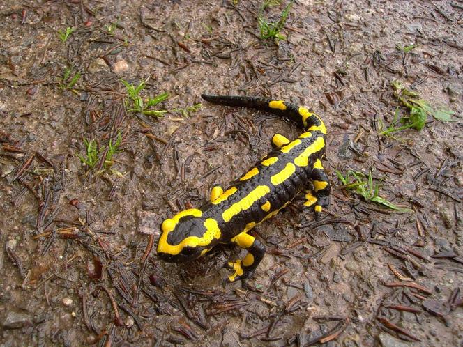 Salamandra plamista