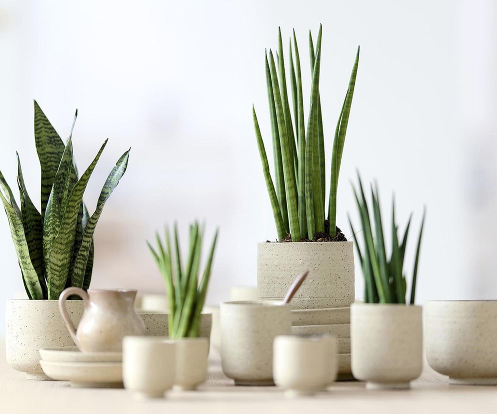 Sansewieria cylindryczna (Sansevieria cylindrica)