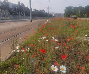 Kwietne łąki w Toruniu. MZK chwali się estetycznymi i ekologicznymi walorami