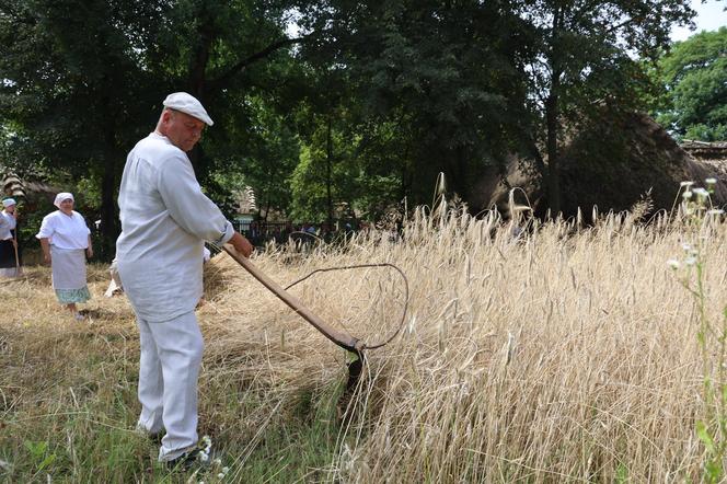 Tak wyglądało kiedyś żniwowanie na polskiej wsi