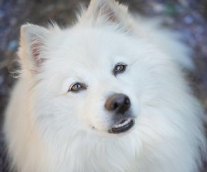 American Eskimo