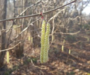 Czy  wiosna ostatecznie pokonała zimę? Pytamy Jarosława Mikietyńskiego z Ogrodu Botanicznego Instytutu Hodowli i Aklimatyzacji Roślin w Bydgoszczy