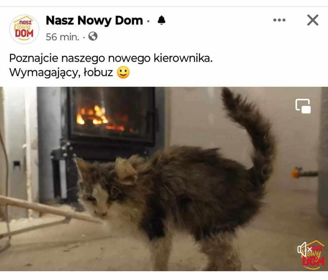 Skandal w "Nasz Nowy Dom". Zrobili z CHOREGO kota maskotkę show