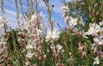 Gaura
