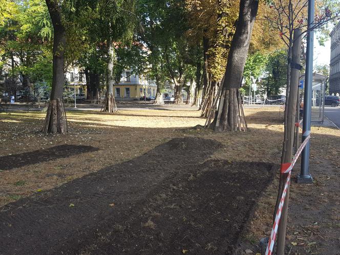 W Parku Kościuszki w Lesznie kwitnąć będą krokusy