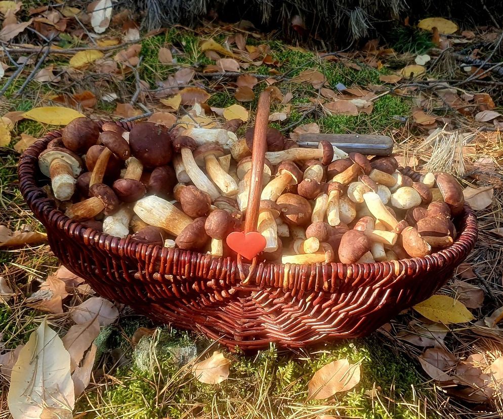 Listopadowe grzybobranie w świętokrzyskich lasach 