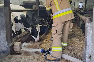 Mieli tylko rozwieźć wodę, a powitali na świecie Florka. Niecodzienna akcja strażaków z OSP
