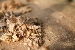 Trociny a nawożenie roślin. Czy trociny to dobry nawóz organiczny?