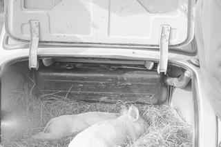 QUIZ PRL. Syrena 105 – kultowe auto PRL