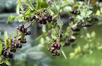 Aronia, krzew i owoce
