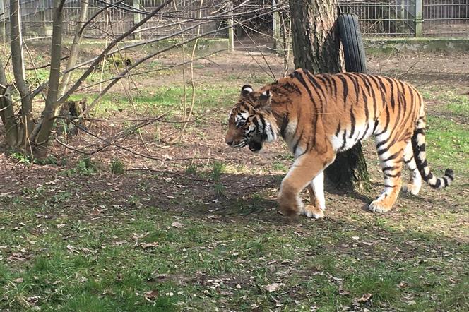 Sprawdziliśmy, jak tygrysica z Myślęcinka radzi sobie po śmierci Altaja. Dyrektorka ogrodu: są nadzieje na potomstwo