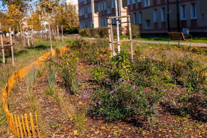 Park linearny na Bielanach w Warszawie