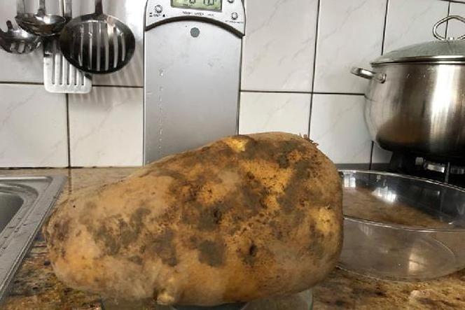 Ziemniak gigant z Małopolski