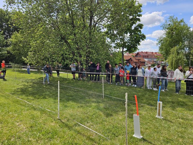 Festiwal Przyjaciół Zwierząt w Olsztynie. Park Centralny opanowały radosne pieski