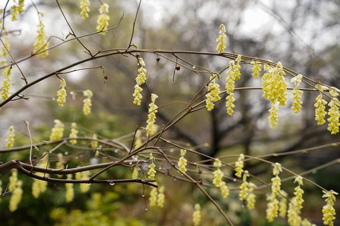 Arboretum w Wojsławicach otwarte po zimowej przerwie