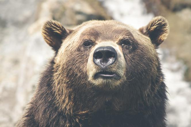 Niedźwiedzie zaglądają ludziom w okna! Groza pod Tatrami