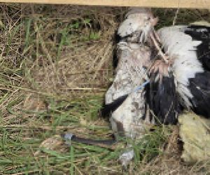 Żywioł nie oszczędził nawet bocianów. Nawałnica zabiła całą rodzinę