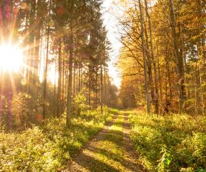 Koniec października z mocnym uderzeniem ciepła w Polsce! Upały w Europie dają o sobie znać