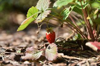 Ogród botaniczny Batorego wrócił do żywych