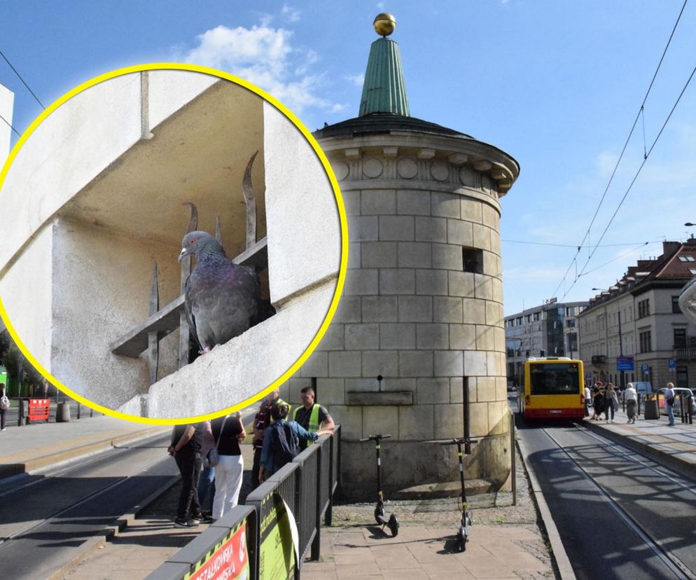 Eksmitują gołębie z Grubej Kaśki na czas remontu